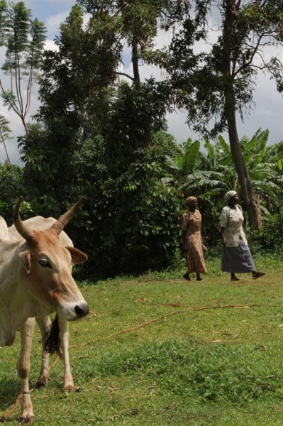 Cattle in Kisumu Kenya