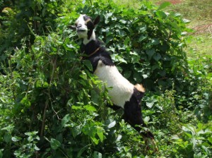 Goat in Kisumu Kenya