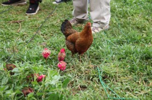 Pink chickens in Kisumu Kenya