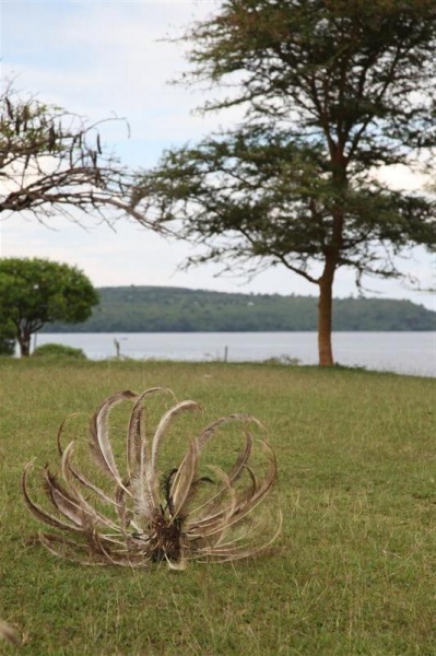 Kochia head dress - shores of Lake Victoria 