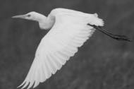 cattle egret cattle egret