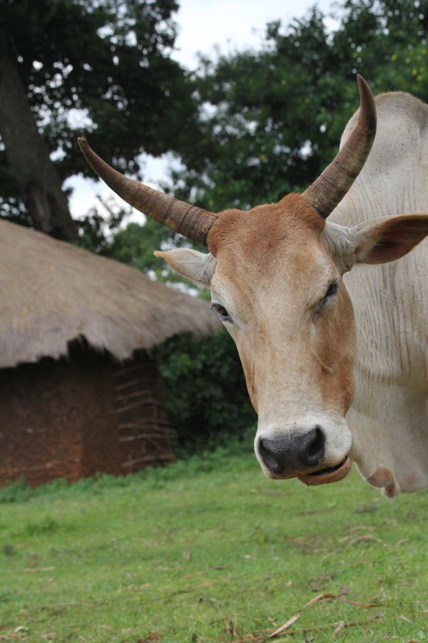 The horned cow